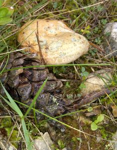 Oeufs en meurette et mique levée