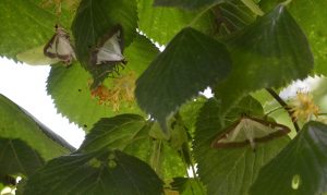 La pyrale du buis se gave du suc des fleurs du tilleul