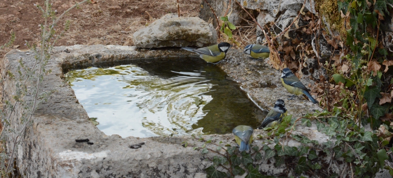 Au bar à oiseaux - Les mésanges 