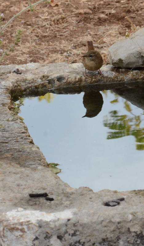 Au bar à oiseaux : Troglodyte mignon