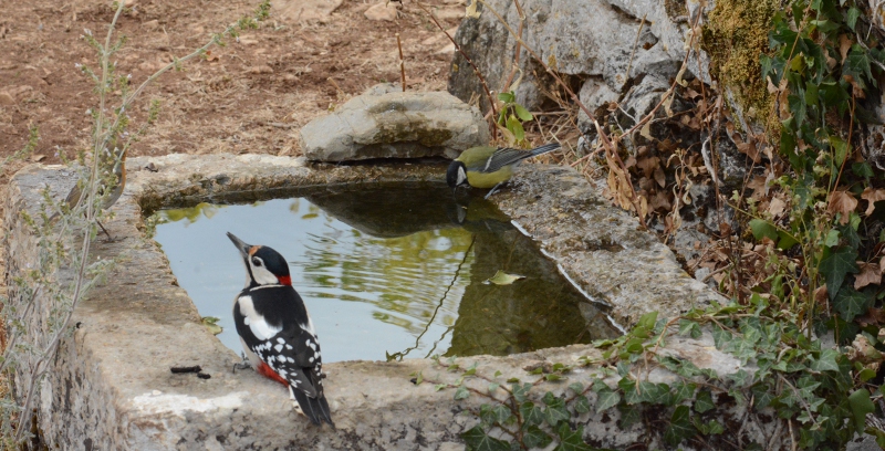 Au bar à oiseaux - Pic épeiche et mésange charbonnière