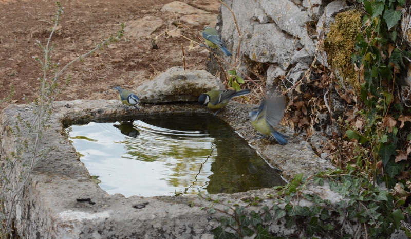 Au bar à oiseaux - Les mésanges bleues et charbonnières