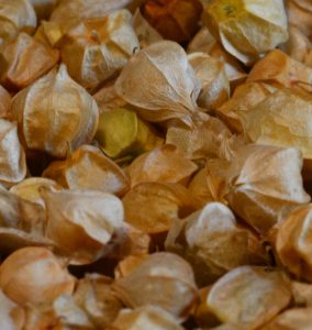 Cerises de terre ou physalis