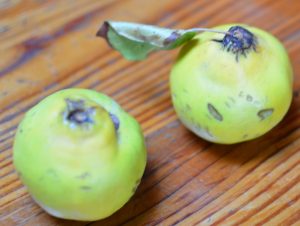 Le coing un fruit d'automne