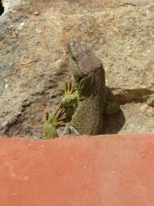 Lézard vert