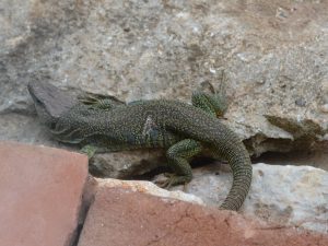 Lézard vert