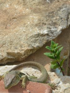 Lézard vert