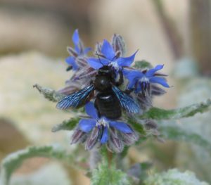 Abeille charpentière butinant le pollent des fleurs de bourrache