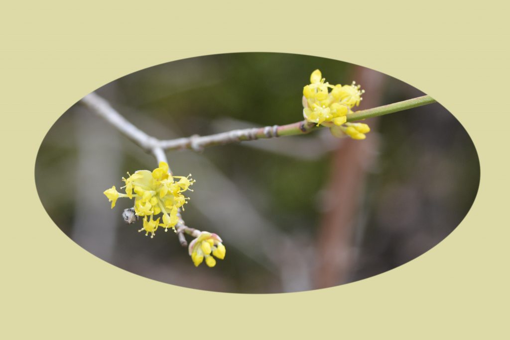Fleurs de cornouiller