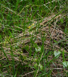 Herbe aux femmes battue