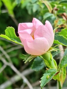 Floraison d'automne