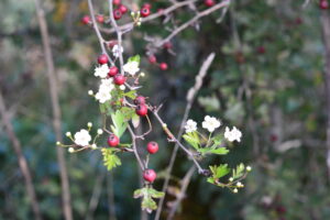 Floraison d'automne