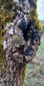 L'arbre monde