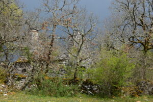 L'arbre monde